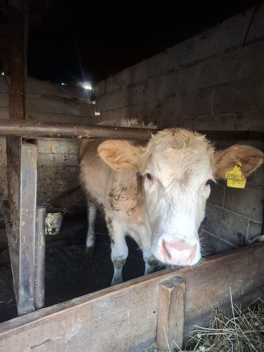 Продам телку 8 мес подсос