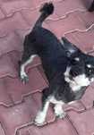 Catelus pentru adoptie