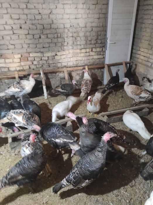 Куркалар сотилади