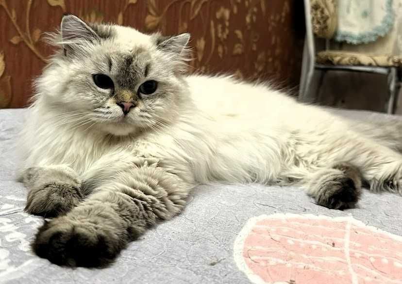 Котята премиум с душой —  Добро, Благополучие и Нежность в каждый дом.