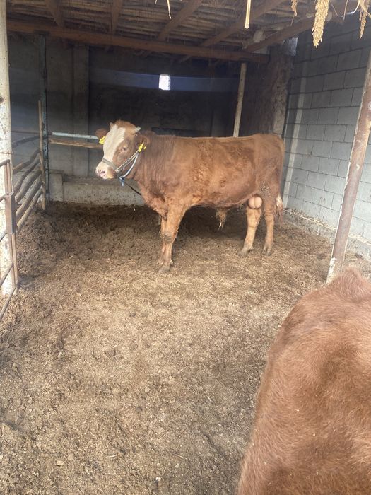 Укичча сотилоди 10 ойлик