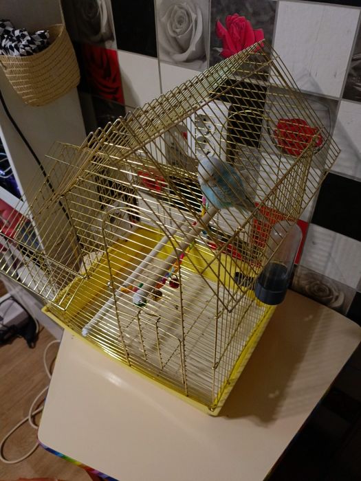 Попугай с клеткой и аксесуарами