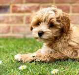 Maltipoo Fetiță Pui
