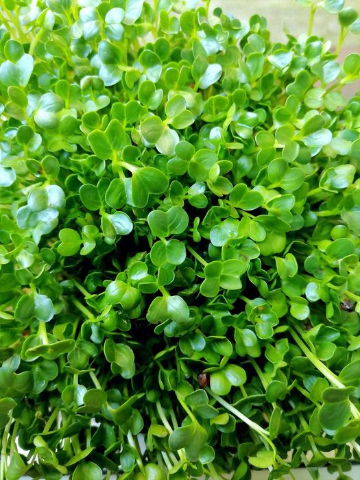 Tavite de germinat seminte pentru vlastari