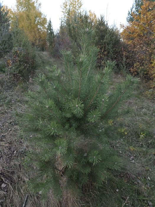 Puiet de pin,diferite dimensiuni