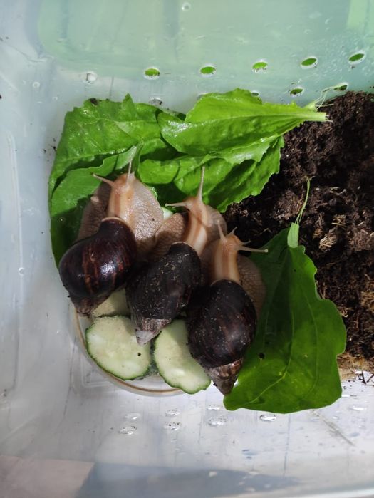 Возьму на передержку животных