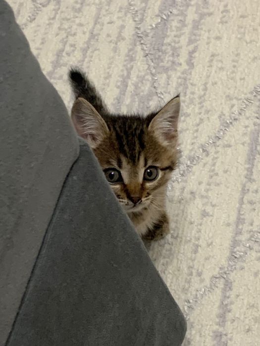 Отдам котенка в ХОРОШИЕ РУКИ!