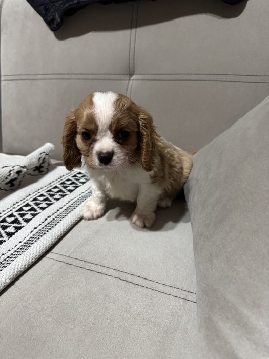 Кавалер Кинг Чарлз шпаньол