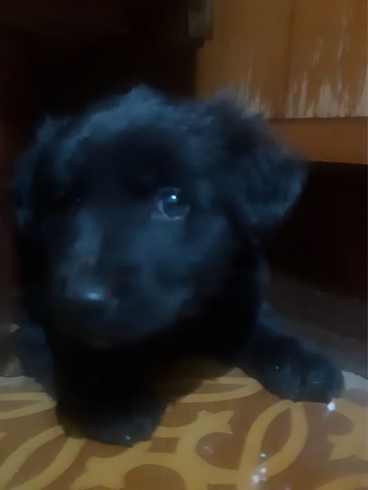 Щенки «Шотландский ситтер»