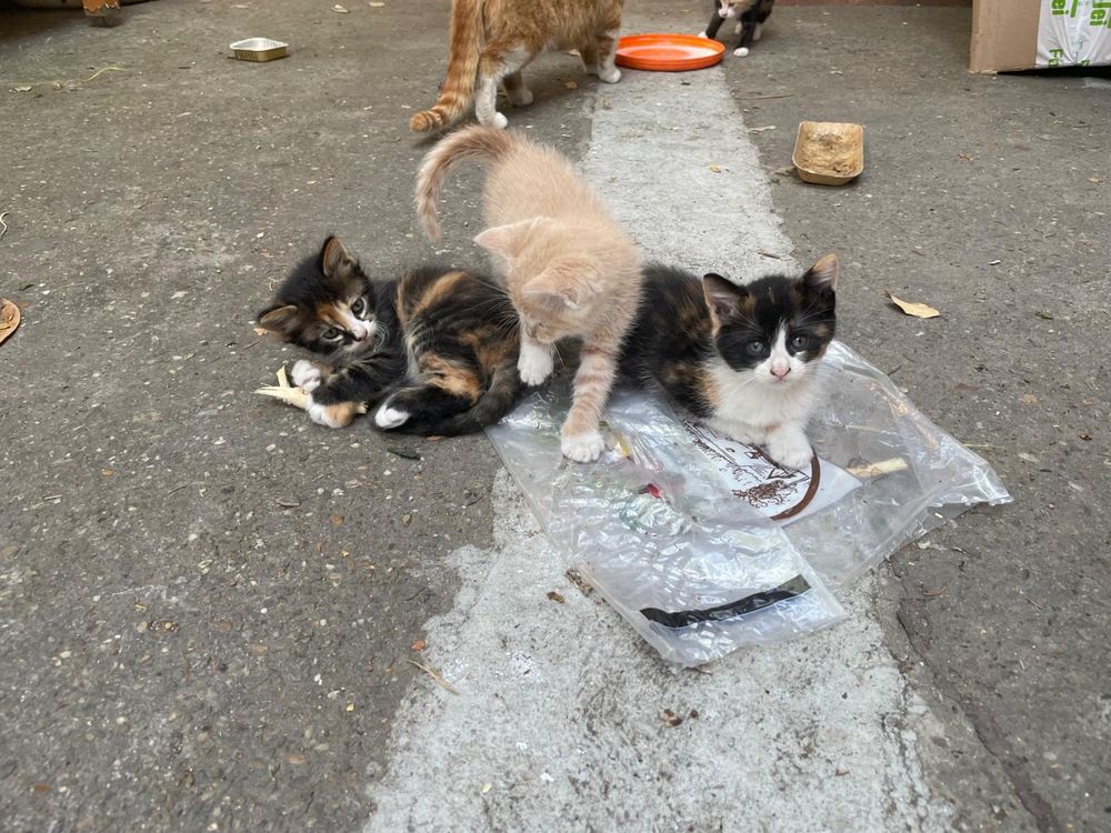 Ofer spre adoptie pisicute