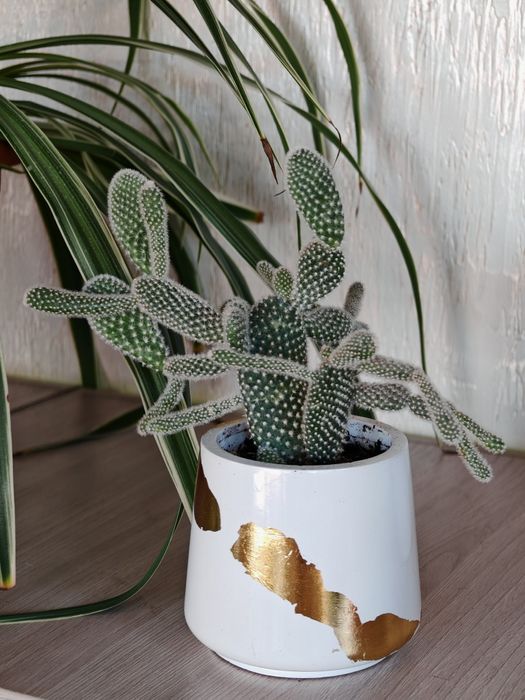 Карликовая опунция