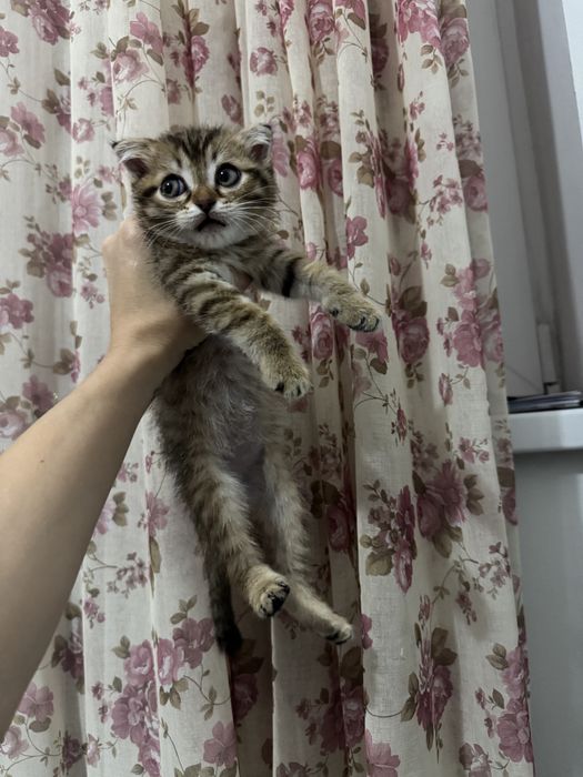 шотландец вислоухий
