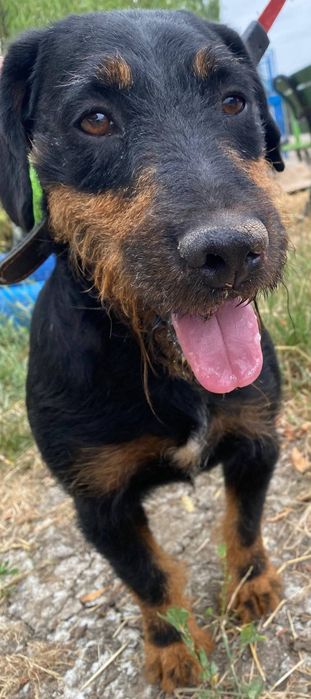 Câini pentru adoptie