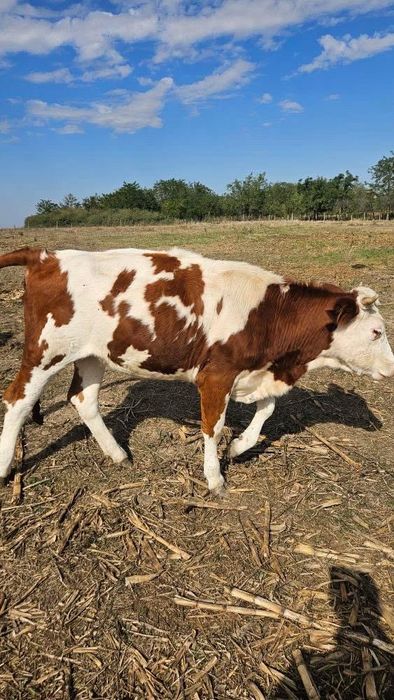 Vand doua vițele baltate