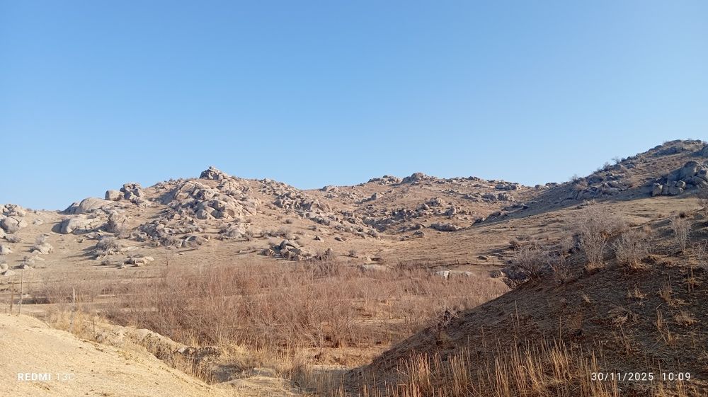 Manzarali daraxt  ko'chatlari