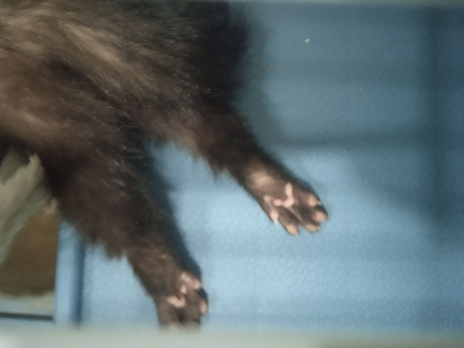 Продам Хорька 30000