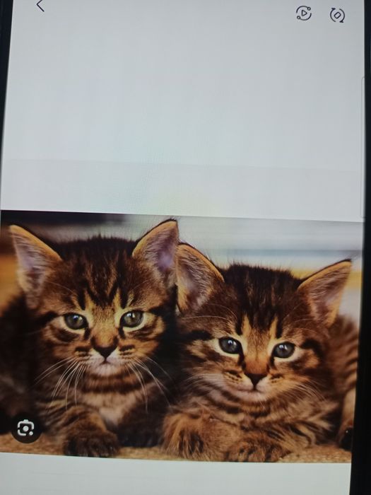 Отдам в хорошие руки