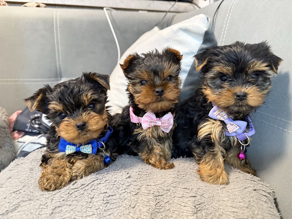 Йорки/Йоркширски териер