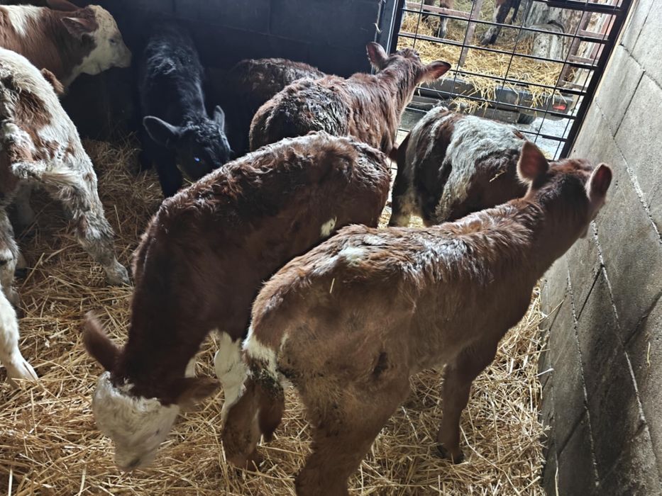 Vand taurasi si vitele