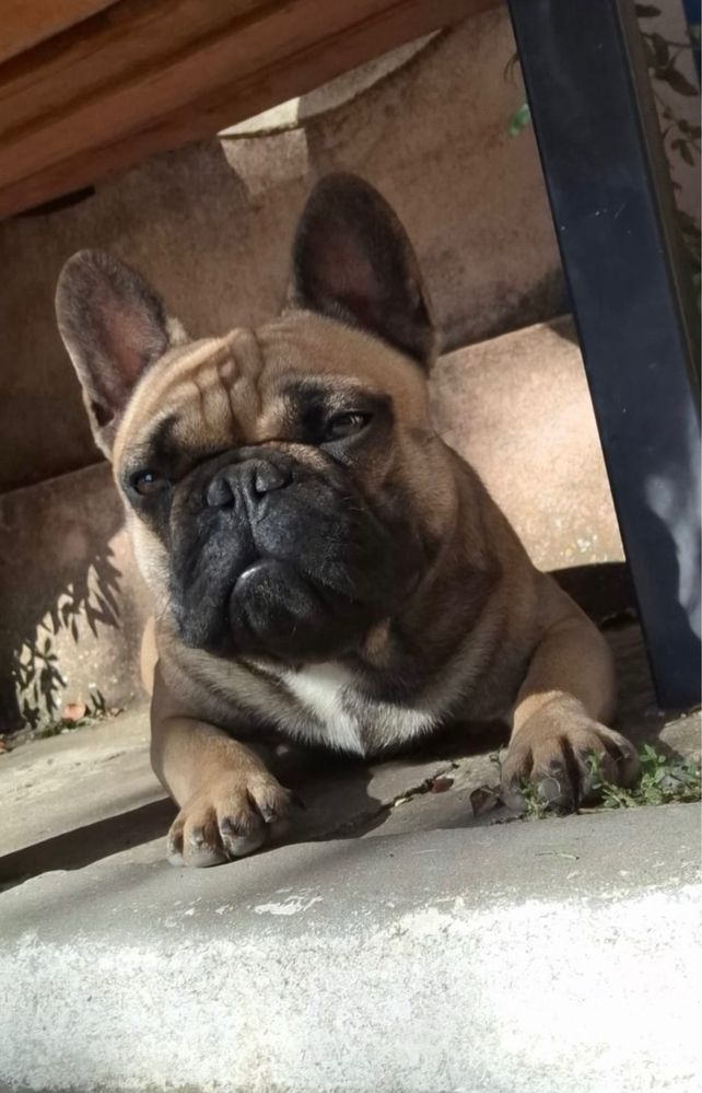 Bulldog francez fci