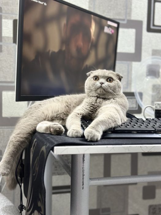 Shatlandski fold 1yosh qiz soglom