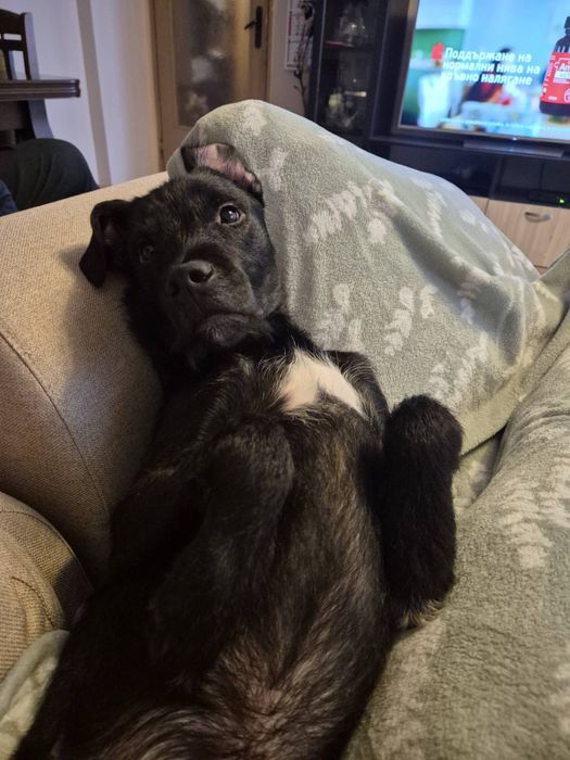 Домашен любимец мъжко куче Лаборадор-Питбул микс