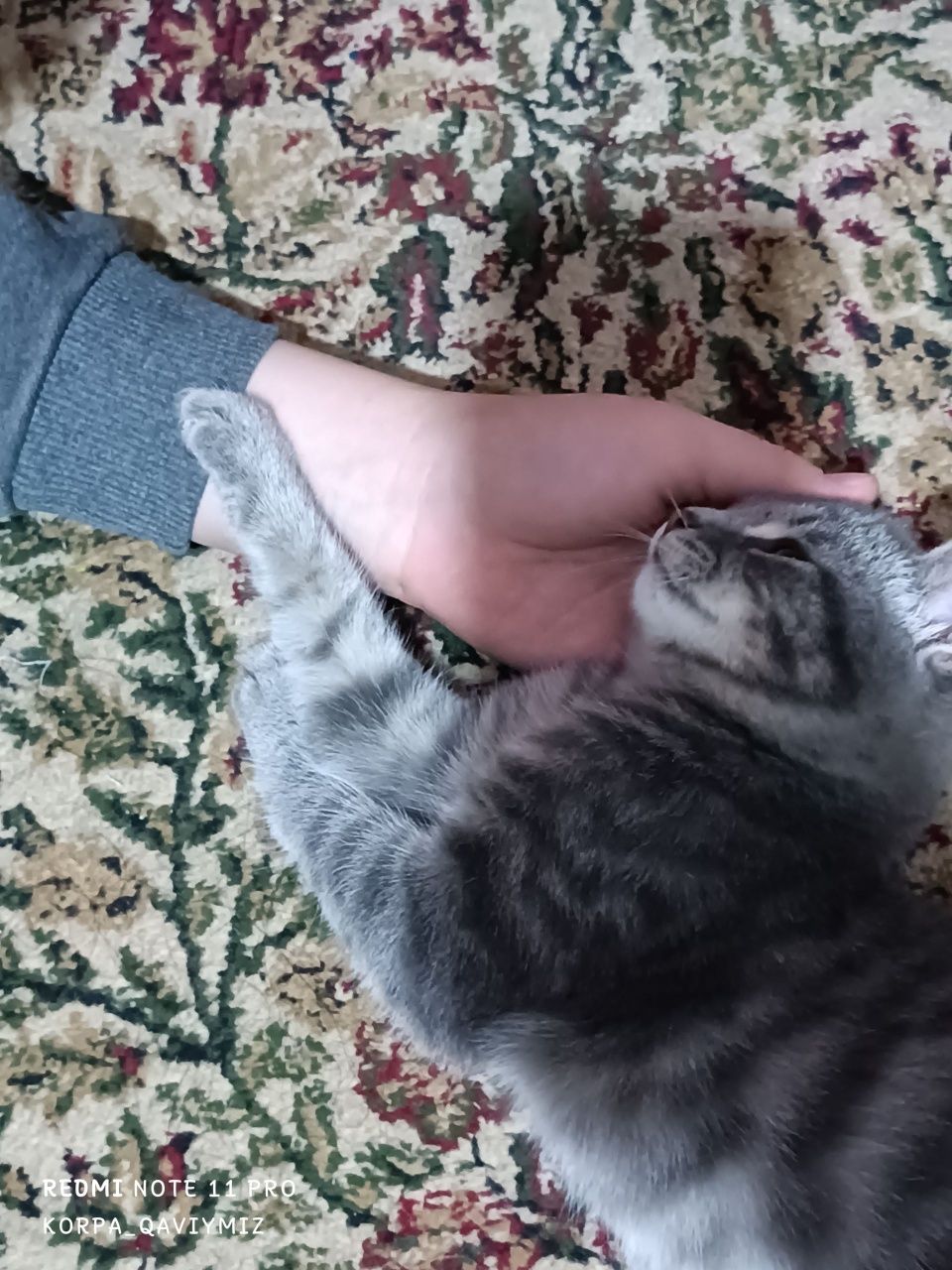 БЕСПЛАТНО. Кошка серая очень красивая.