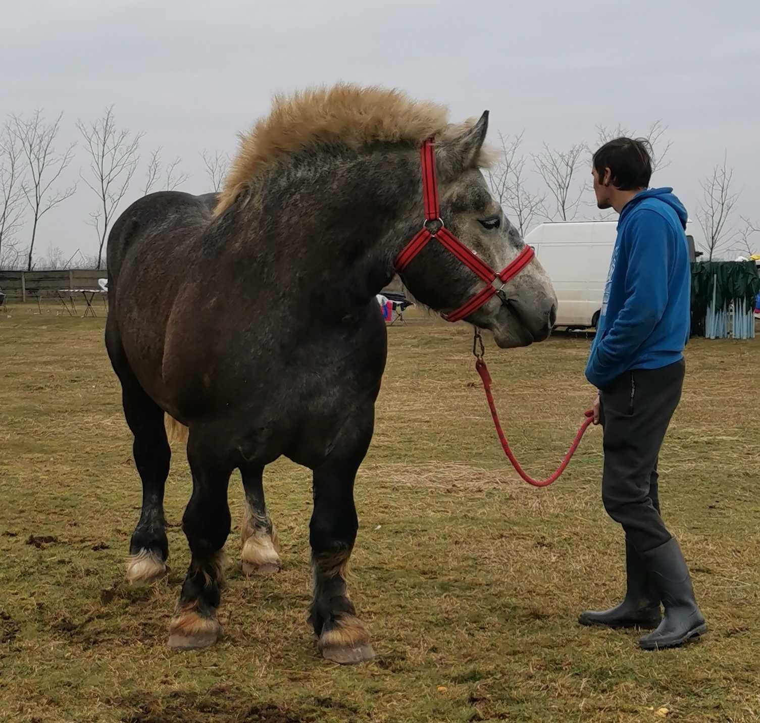 Armăsari autorizați pentru monta