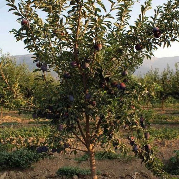 Слива - Анджелино , Черен диамант , Черен Сплендор и Слива - Ту-Сун