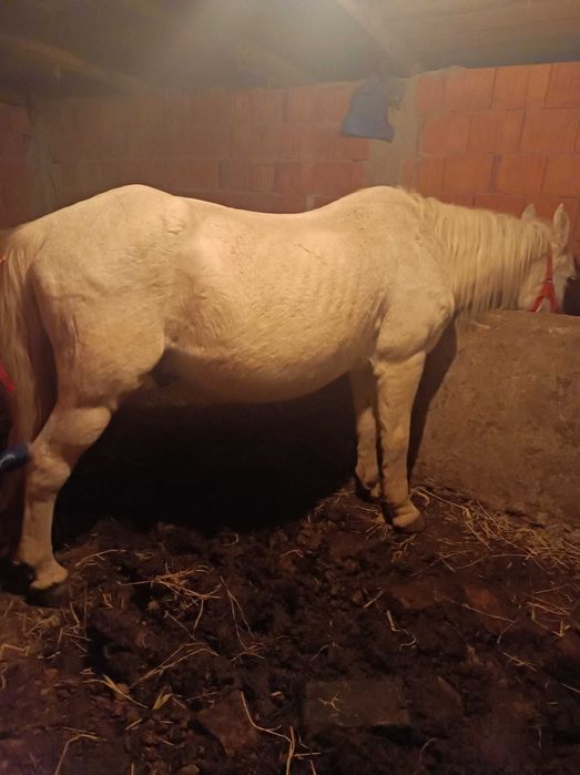 Vând cal castrat bun de căruță