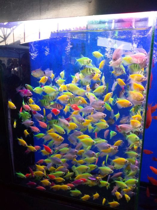 Аквариумные рыбки