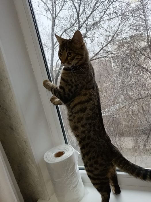 Кошка кошка кошка