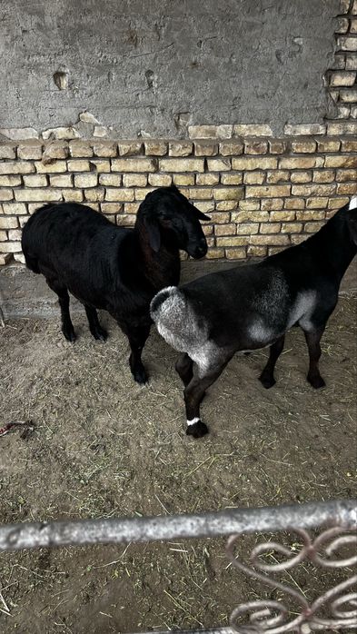 2ta quchqorcha sotiladi