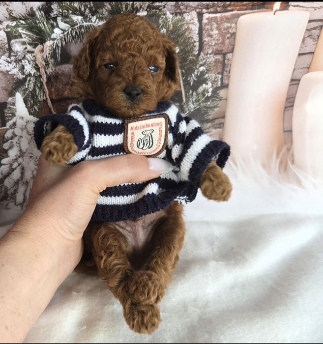 Пудел той Poodle toy / Тийкъп с родословие