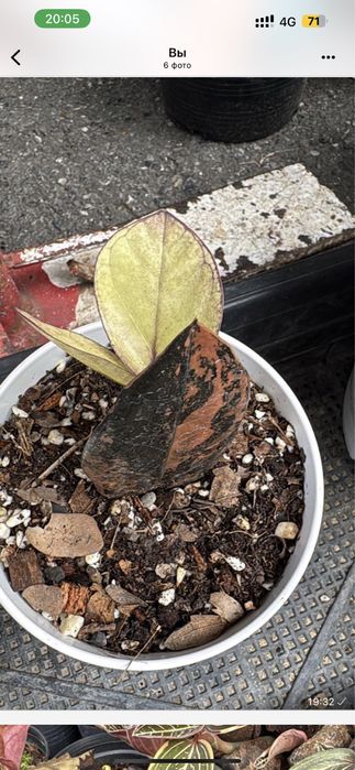 Замиокулькас вариегатный black pink  и оронж