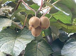 Kiwi actinidia deliciossa