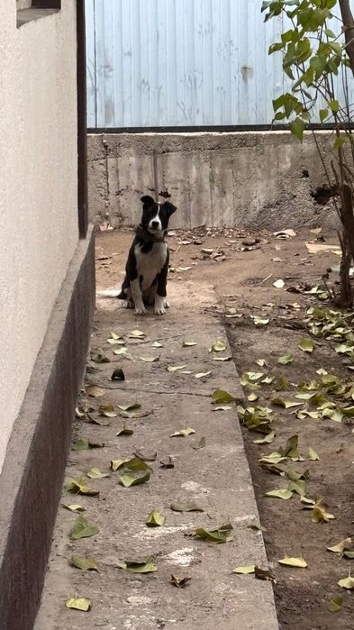 Щенок питбуль сука 3,5 месяца