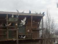 Porumbei caută casa