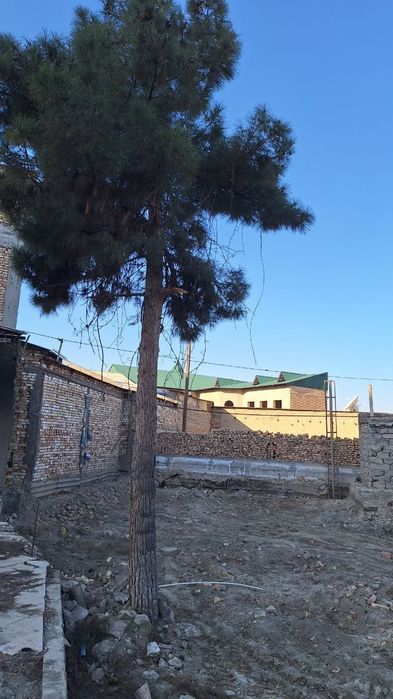 Арча дарахти дом или сад