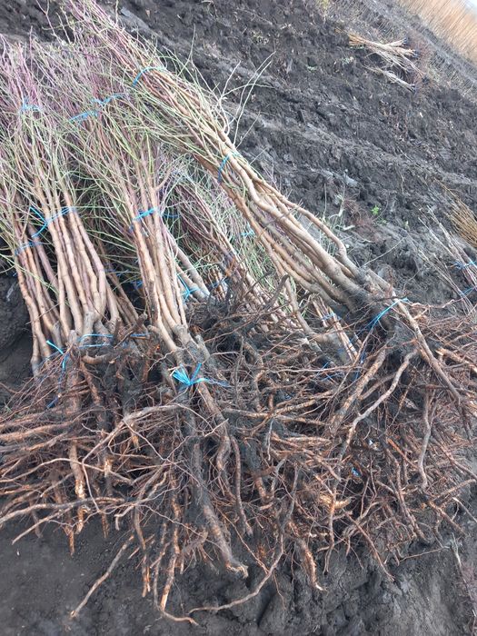 Vând Pomi fructiferi altoiți