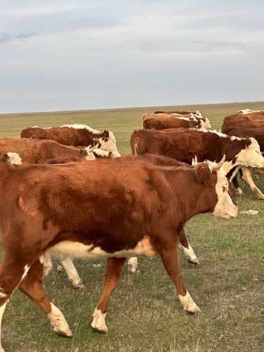 Қашар,ургашы баспак сатылады