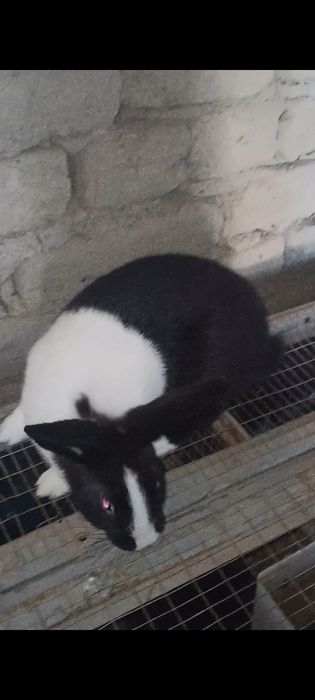 Панда ва Калифорния