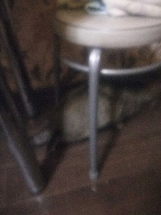 Отдам кота в хорошие руки