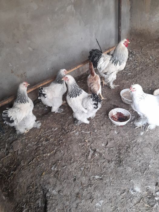 Svetli bramalar sotiladi