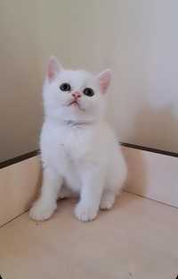 Продается породистый котята Шиншила !