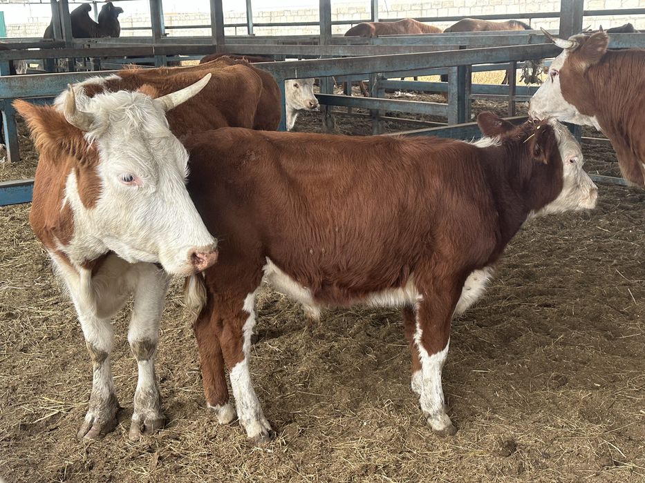 2 бас Сиыр баспағымен