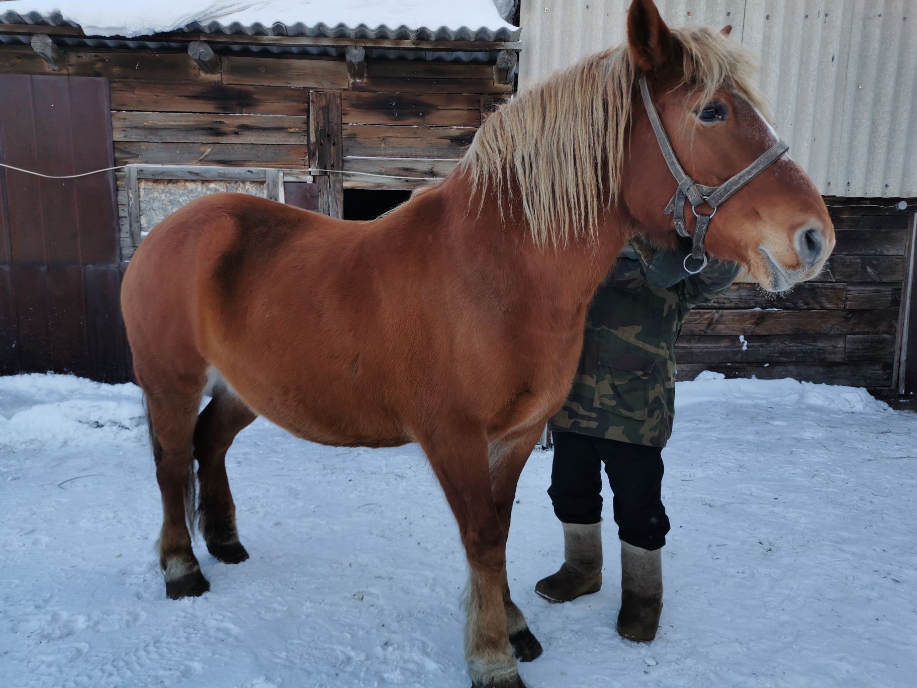 Кобыла русский тяжеловоз