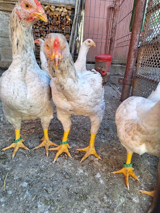 Combatant indian urias