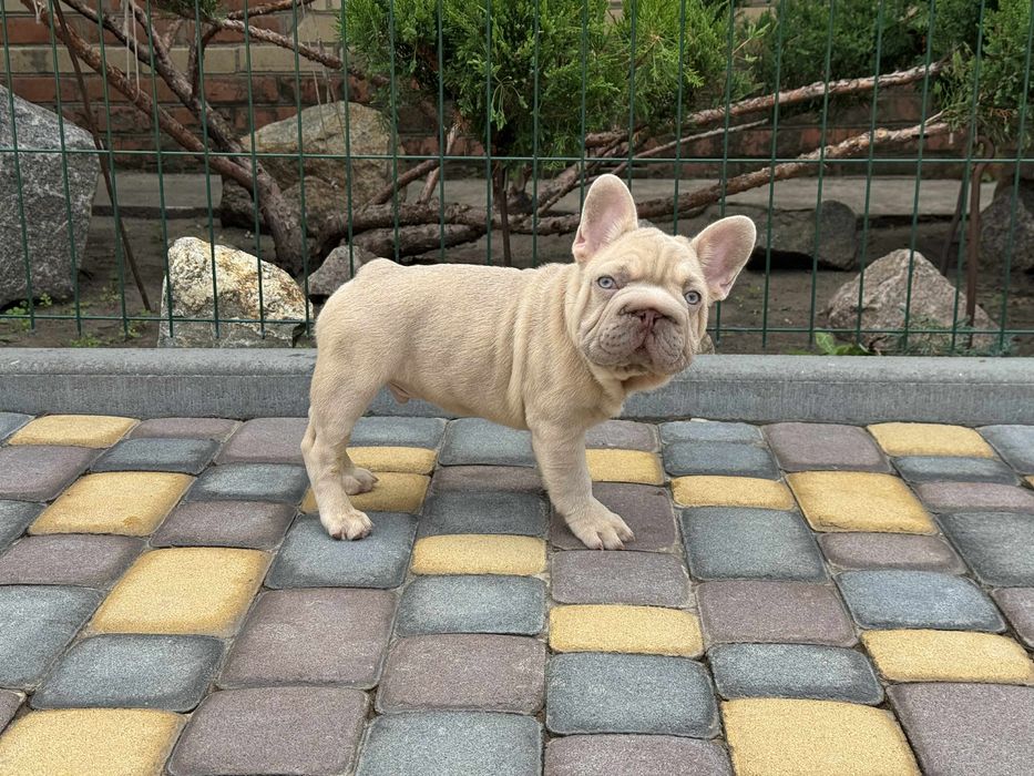 Френски булдог - Лилак, 5 месеца