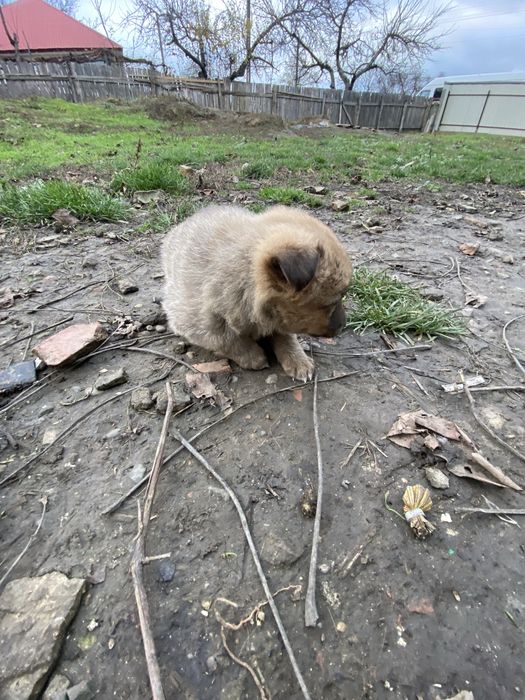 Ofer spre adoptie un catelus